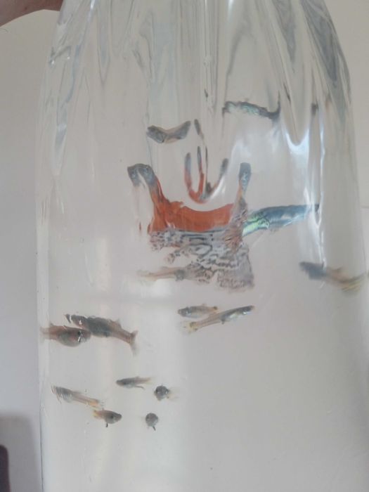 Pawie Oczka Rybki 3 zł