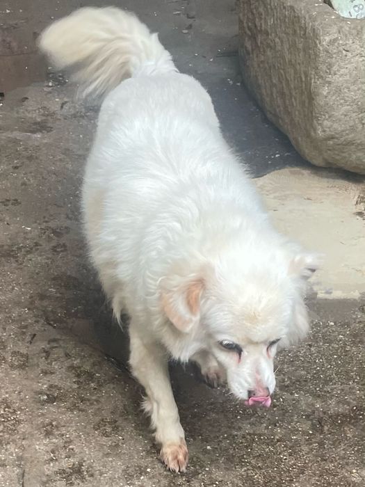 Oferece-se casal de caes rafeiros