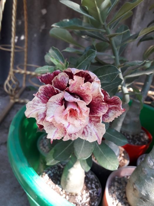 Продам сортовые адениумы