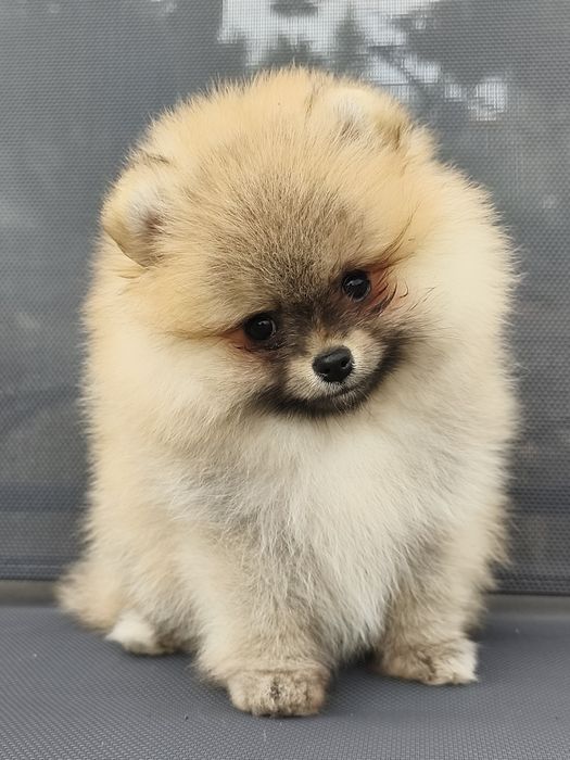 Pomeranian szpic miniaturowy FCI ZKwP