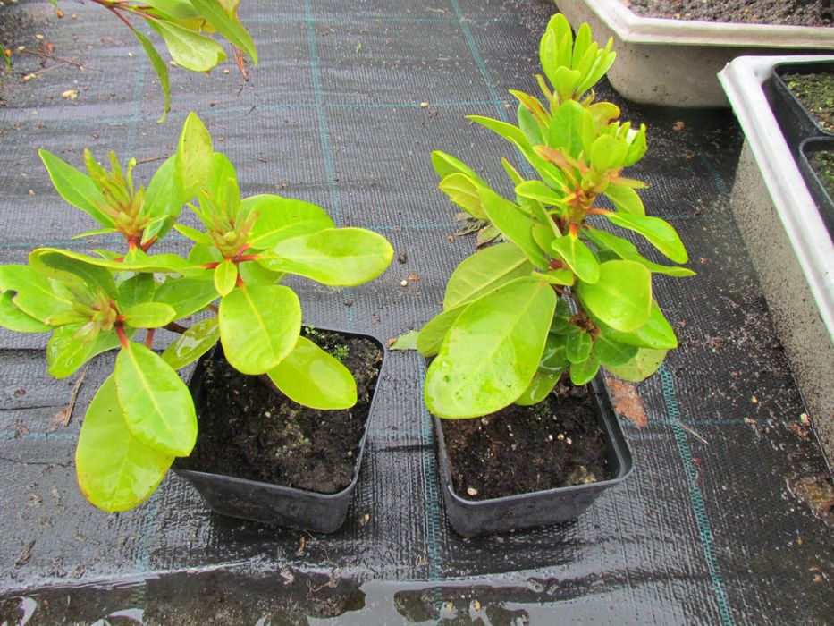 HORTENSJA Hydrangea  -  RÓŻANECZNIK Rhododendron  Lilak - Doniczka p-9