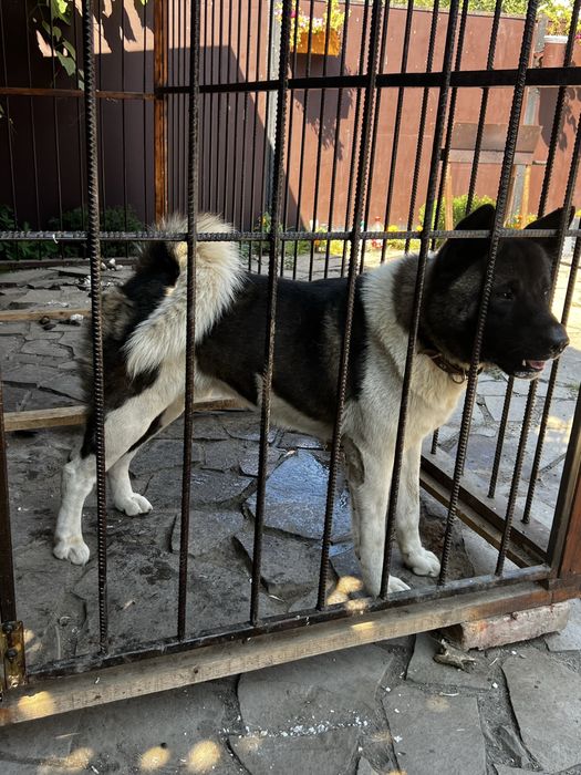 Американська Акіта , Вязка