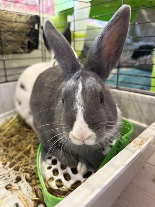 Декоративные кролики с клеткой