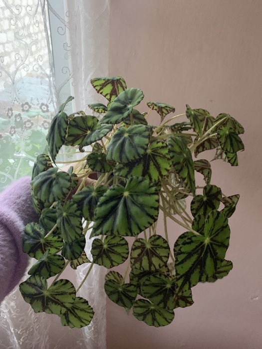 Бегонія королівська