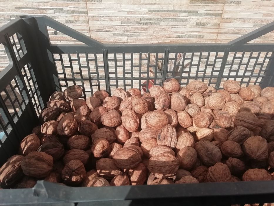 Nozes primeira colheita 2025