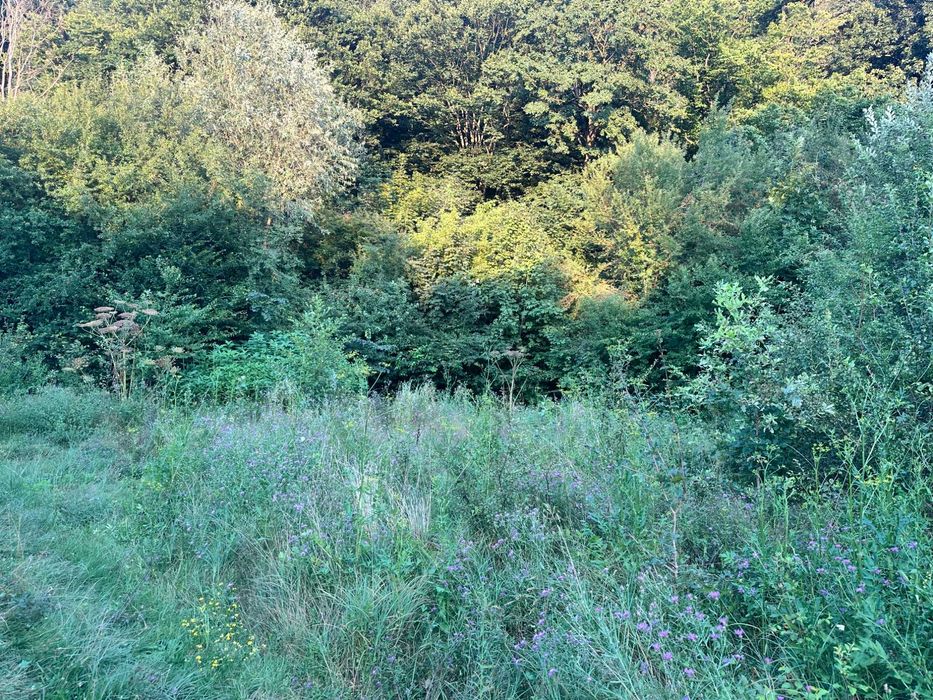 Продаж ділянки під лісом (район ресторану "Камелот")