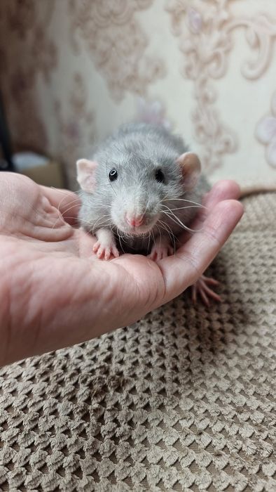 Мальчик рекс крыса дамбо голубой