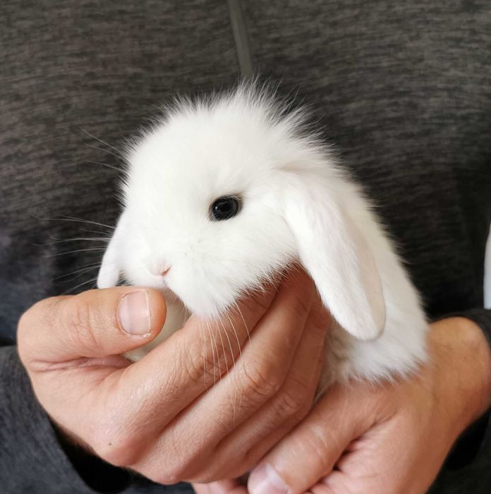KIT Coelhos anões mini loop, orelhudos muito inteligentes e dóceis