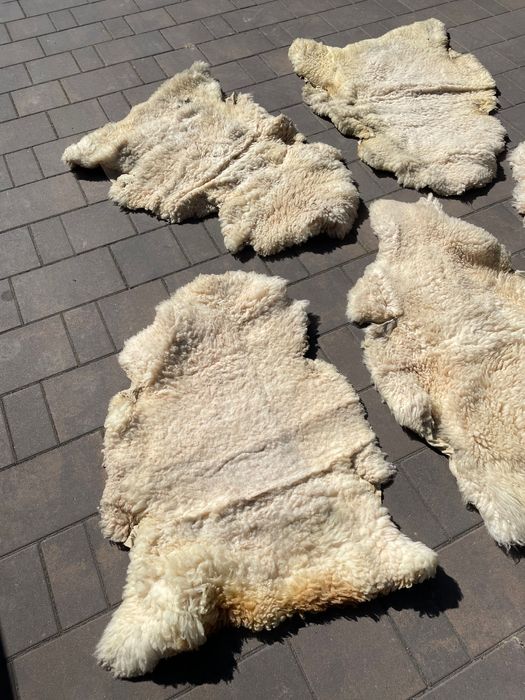 Skóry z owiec naturalne