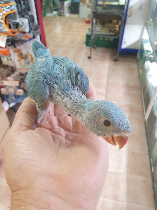 Ring Neck demosticados