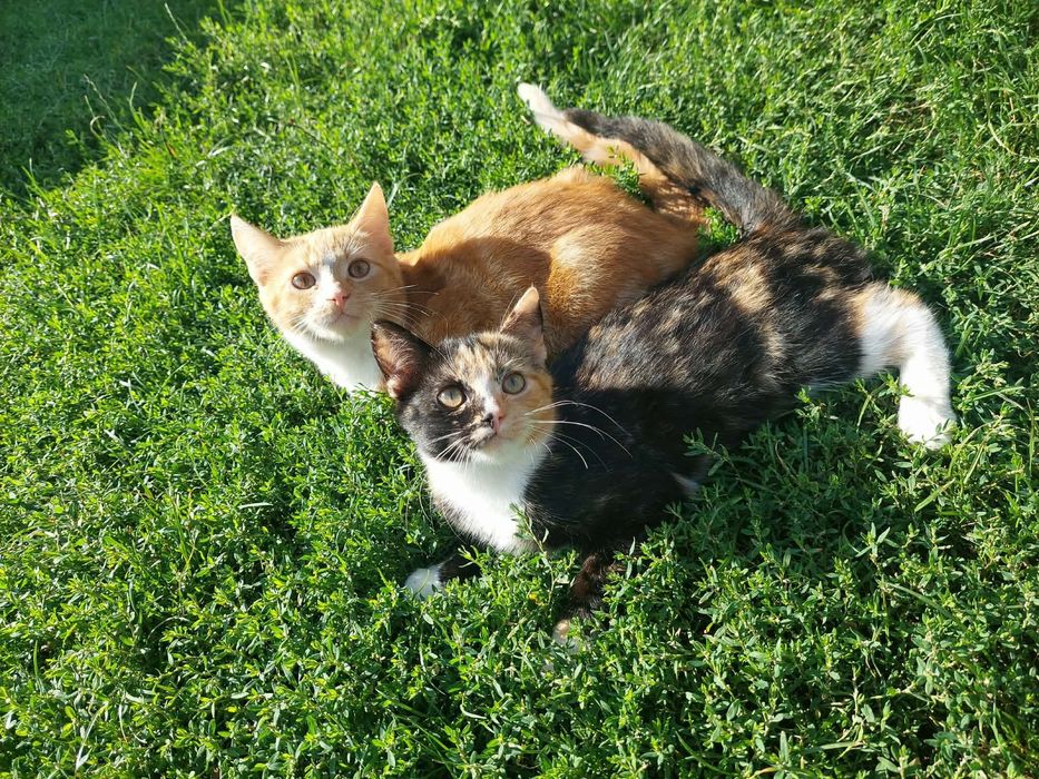 Koteczki do adopcji