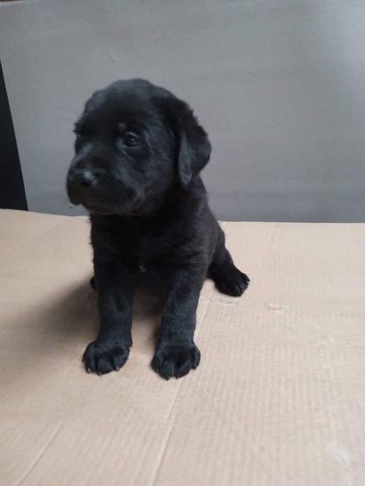 Labrador retriever