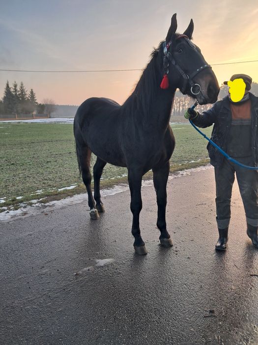 Sprzedam klacz ślaską