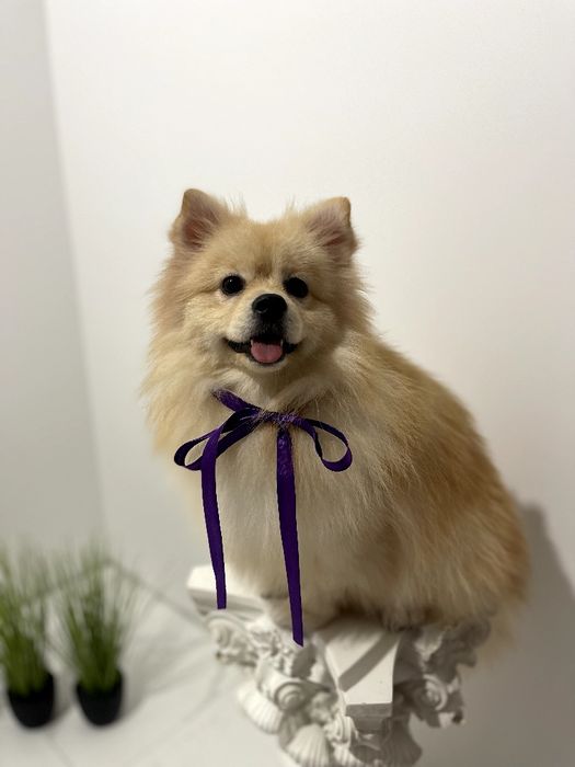 Померанські шпіци  ваш найкращий подарунок року