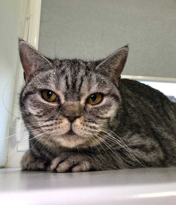 Шотландская кошечка Хлоя пугливая, тихая, добрая. Молодая, стерильна.