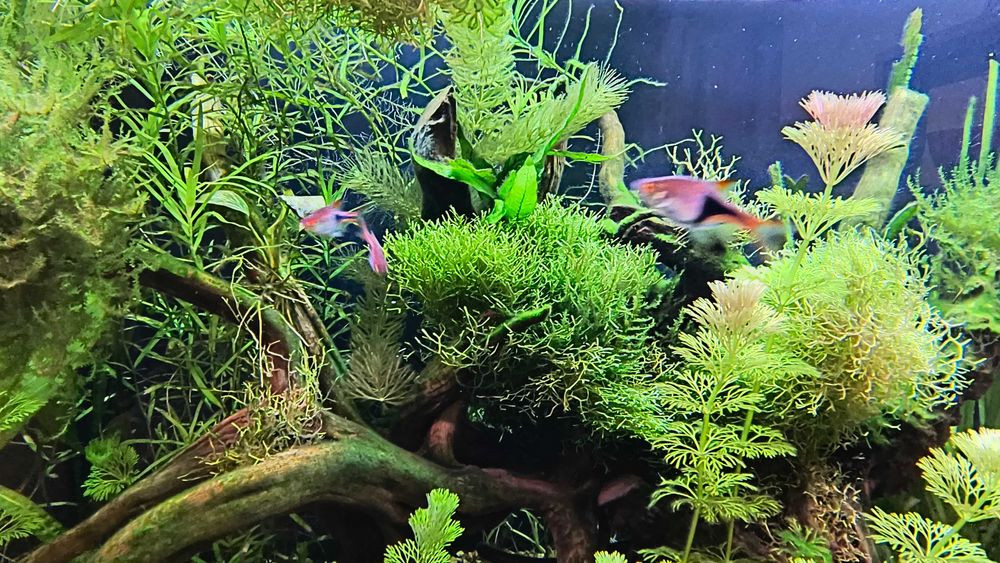 rośliny akwariowe zestaw