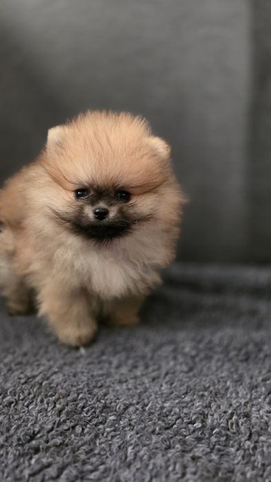 Szpic miniaturowy pomeranian