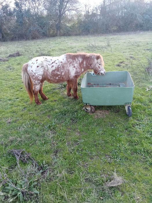 Poney inteiro muito manso para crianças