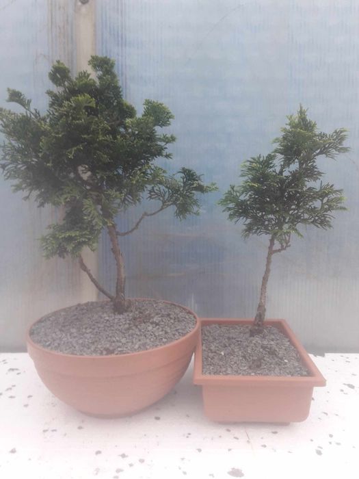 Sprzedam Drzewko Bonsai