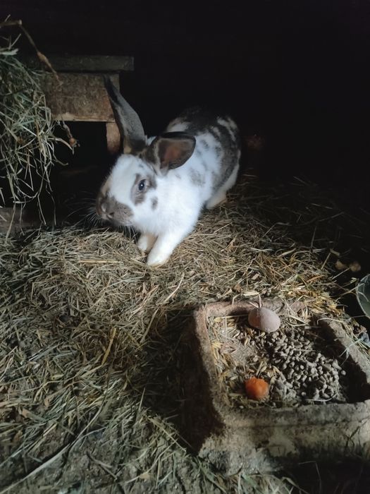 Samiec królika  nowozelancki