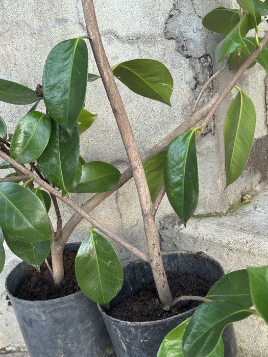 Camélias (Flor branca)