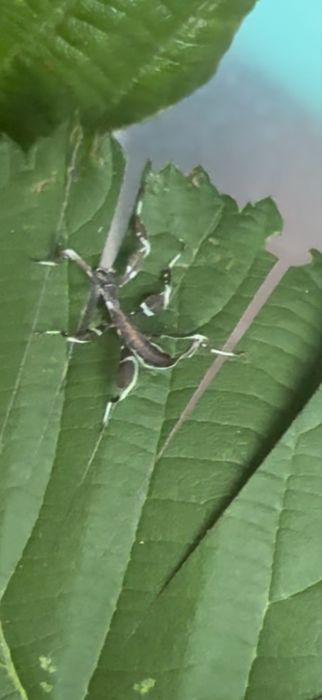 Oddam liśce - Phyllium philippinicum