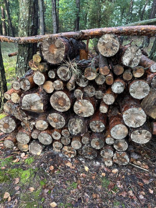 Drewno sosnowe srednica od kilku do 30 cm, dlugosc do 125 cm