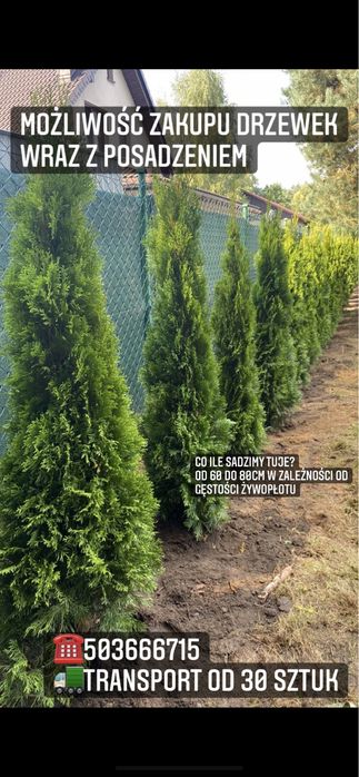 Tuja Szmaragd 150-160 DOSTAWA | SADZENIE (120/130/140)Tuje Thuje Thuja