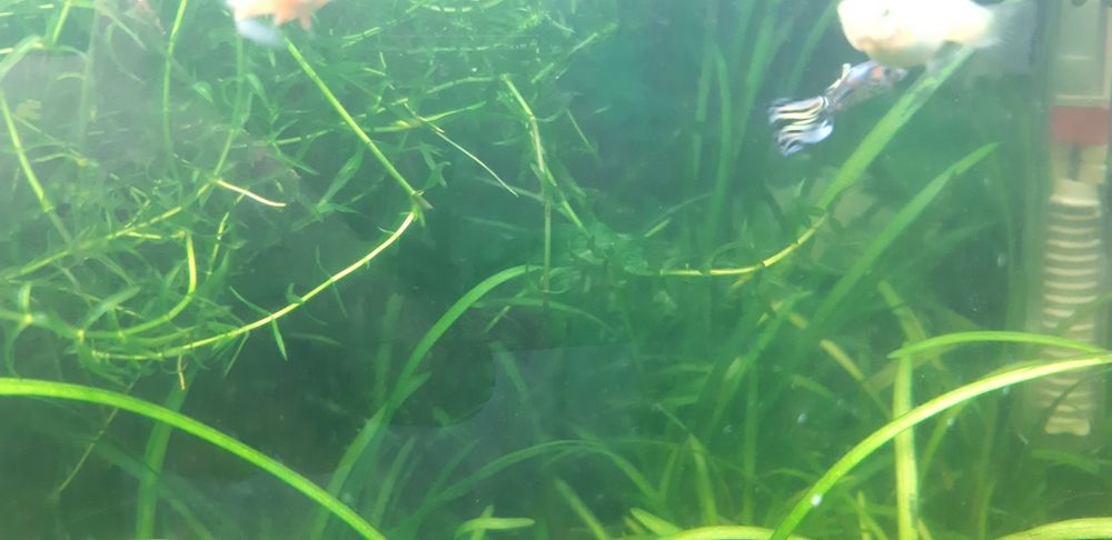 Vendo guppys cruzados de blue grass