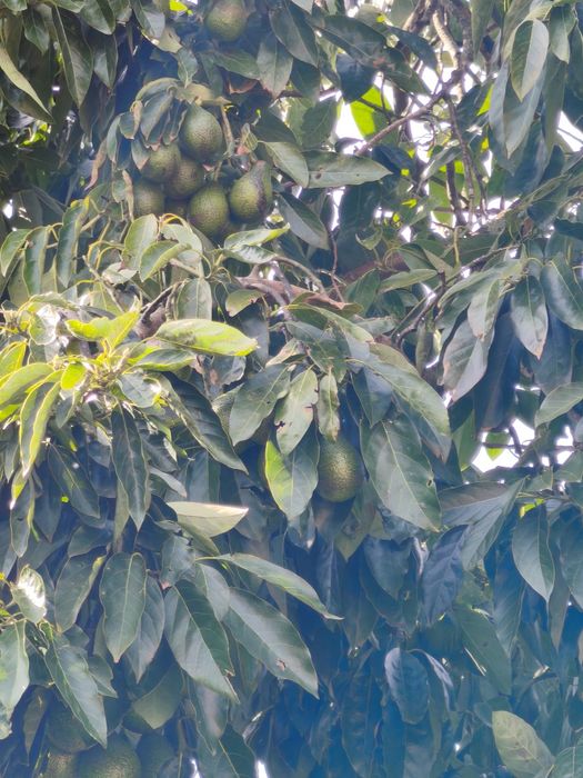 Pêra Abacate biológico