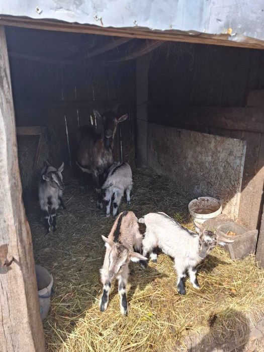 Продам 7 коз договірна ціна