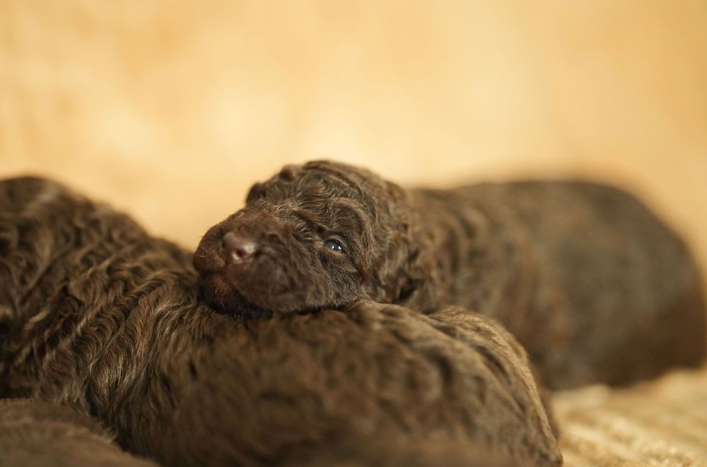 Hiszpański Pies Dowodny - brązowa suczka