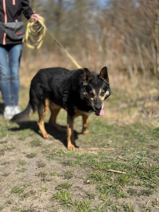 Pies piesek samiec