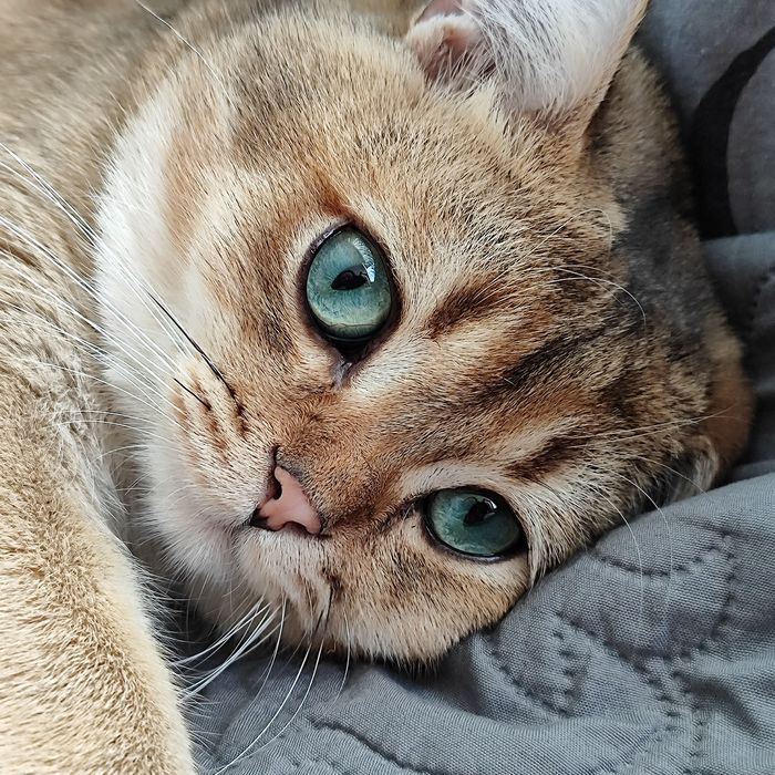 Котик золота шиншила на в'язку. Кіт для в'язки шотландський