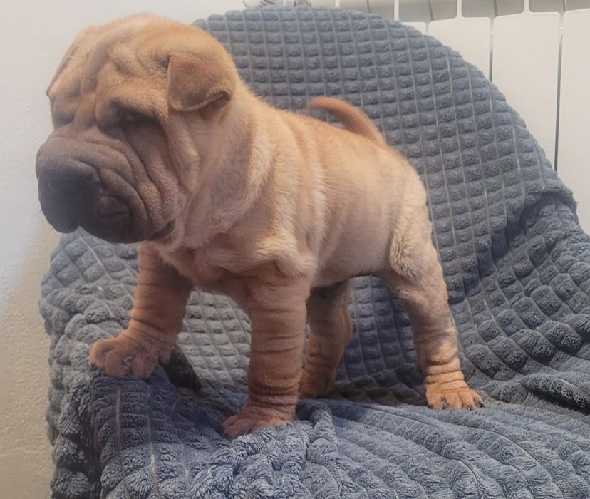 Sharpei bebé macho