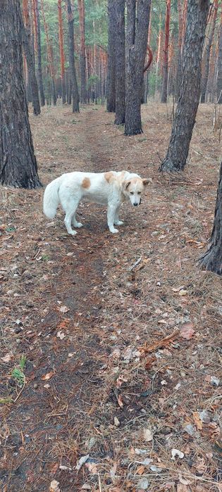 Метис лабрадора в добрые руки