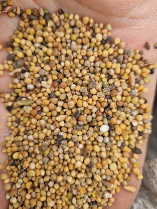 Gorczyca biala żółta poplon transport wysylka