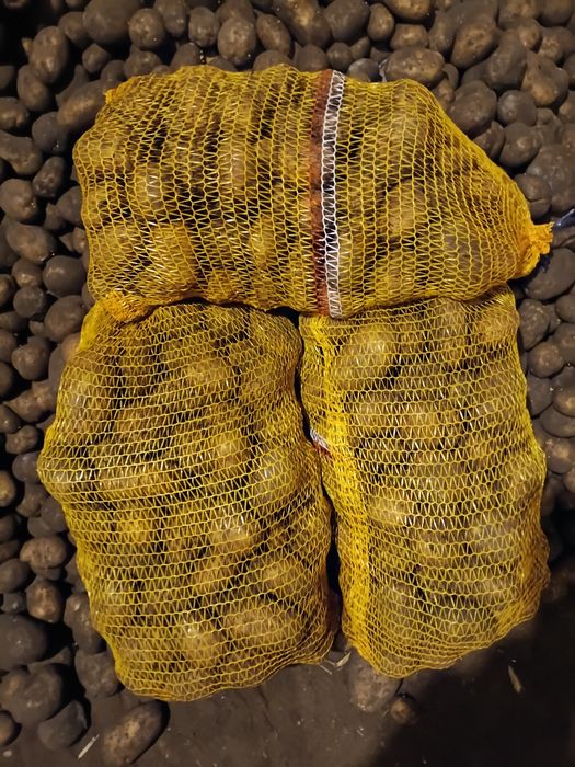 Ziemniak jadalny Lord