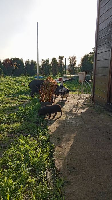 Porcos vietnamitas anão