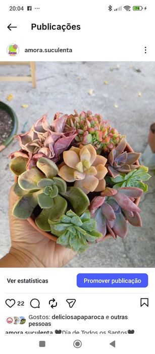 Arranjos de Suculentas