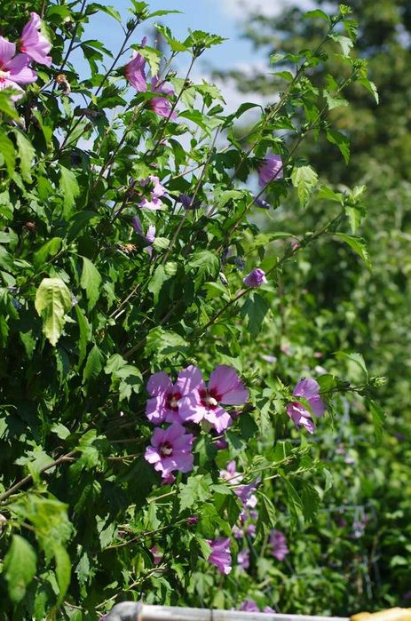 hibiskus, okazja, tanio