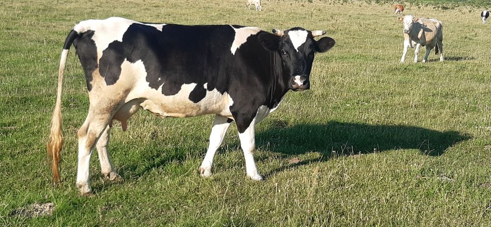 КОРОВА 5 років тільна з 4 телям