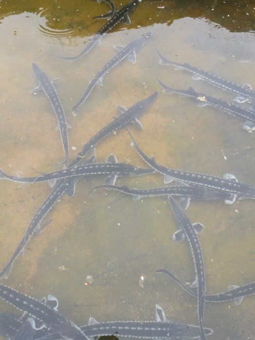 Karp Lin amur i inne ryby stawowe Cała Polska