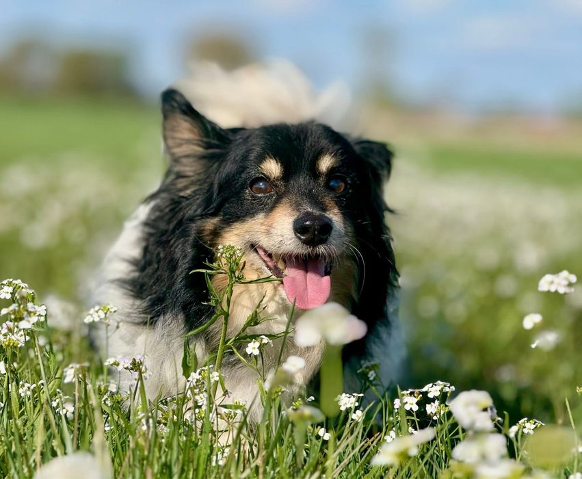 Malutki senior Benio czeka na dom