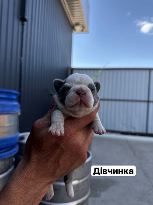 Цуценята французького бульдога