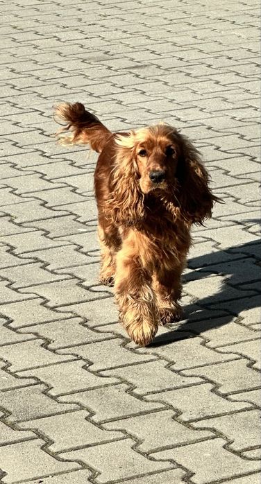 Piesek cockapoo F1 rodzice z badaniami n/n cocker spaniel + pudel miniaturowy