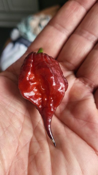 Vendo sementes de malaguetas raras muitas variedades