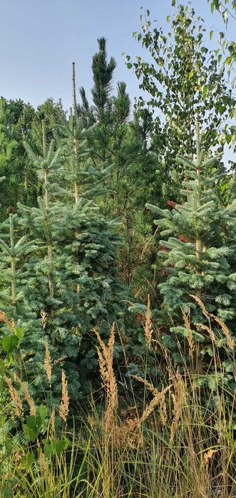 Jodła górska arizońska. Duże drzewa iglaste. Szkółka Jagra Wisznice.