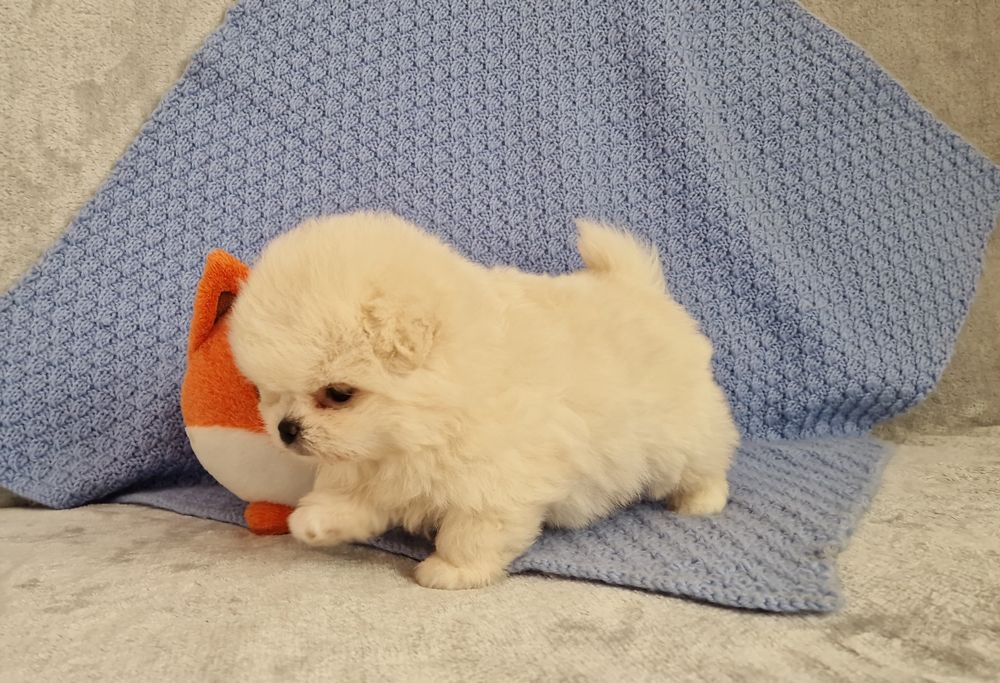 Pomapoo,  malutki piesek