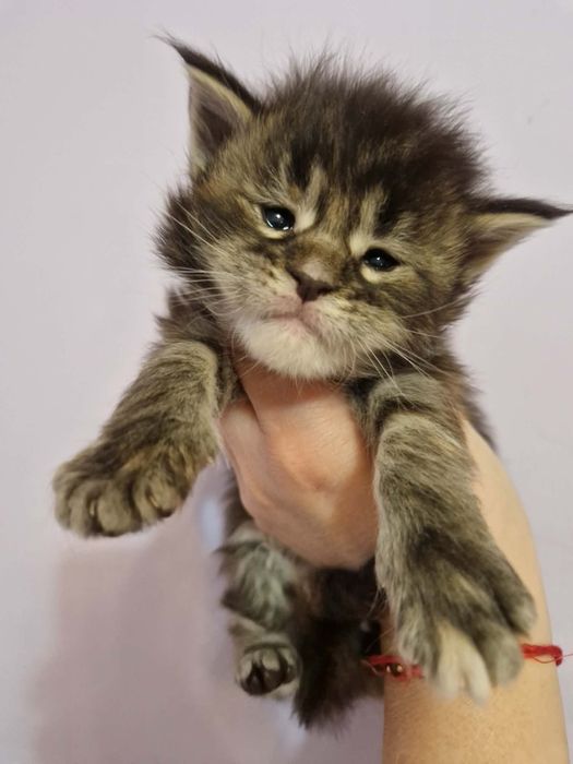 Maine Coon rodowód FPL dziewczynka, opcja